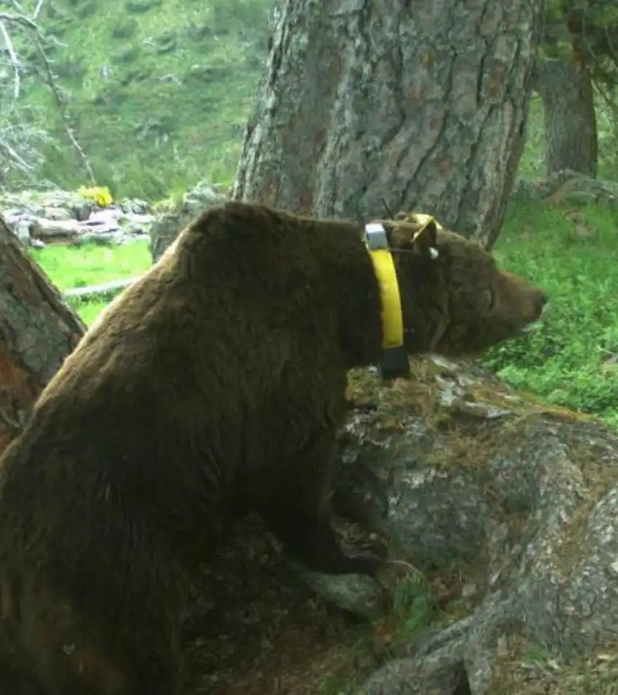 ¿Está muerto ‘Goiat’, el oso indomable de los Pirineos?