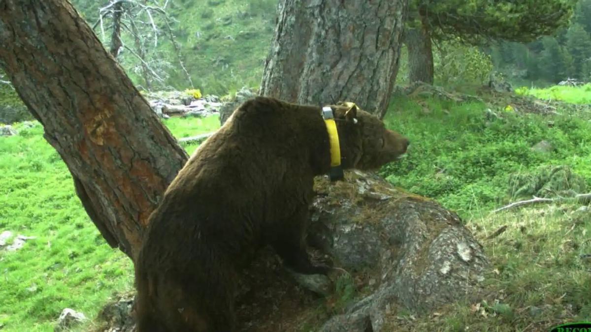 El oso 'Goiat' cuando aún portaba el collar GPS.