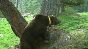 El oso Goiat cuando aún portaba el collar GPS.