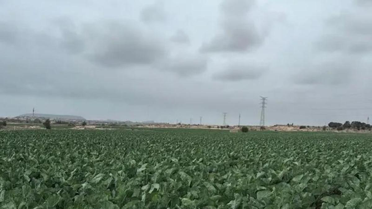 Mutxamel paraliza unos trabajos de abonado que han provocado fuertes olores en varias zonas