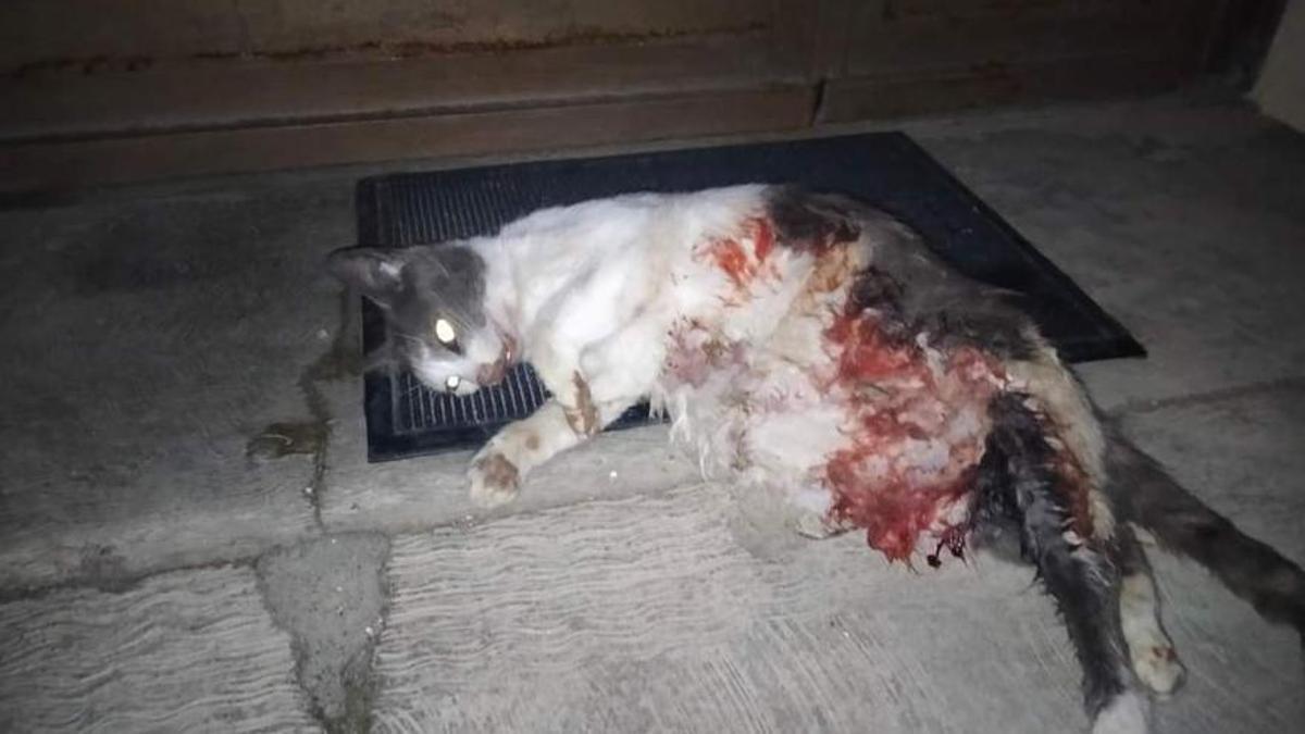La gata, tras morir desangrada.