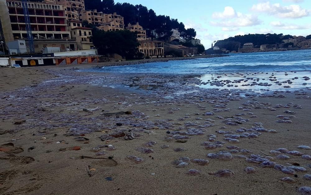 Cientos de medusas aparecen en la playa de Sóller