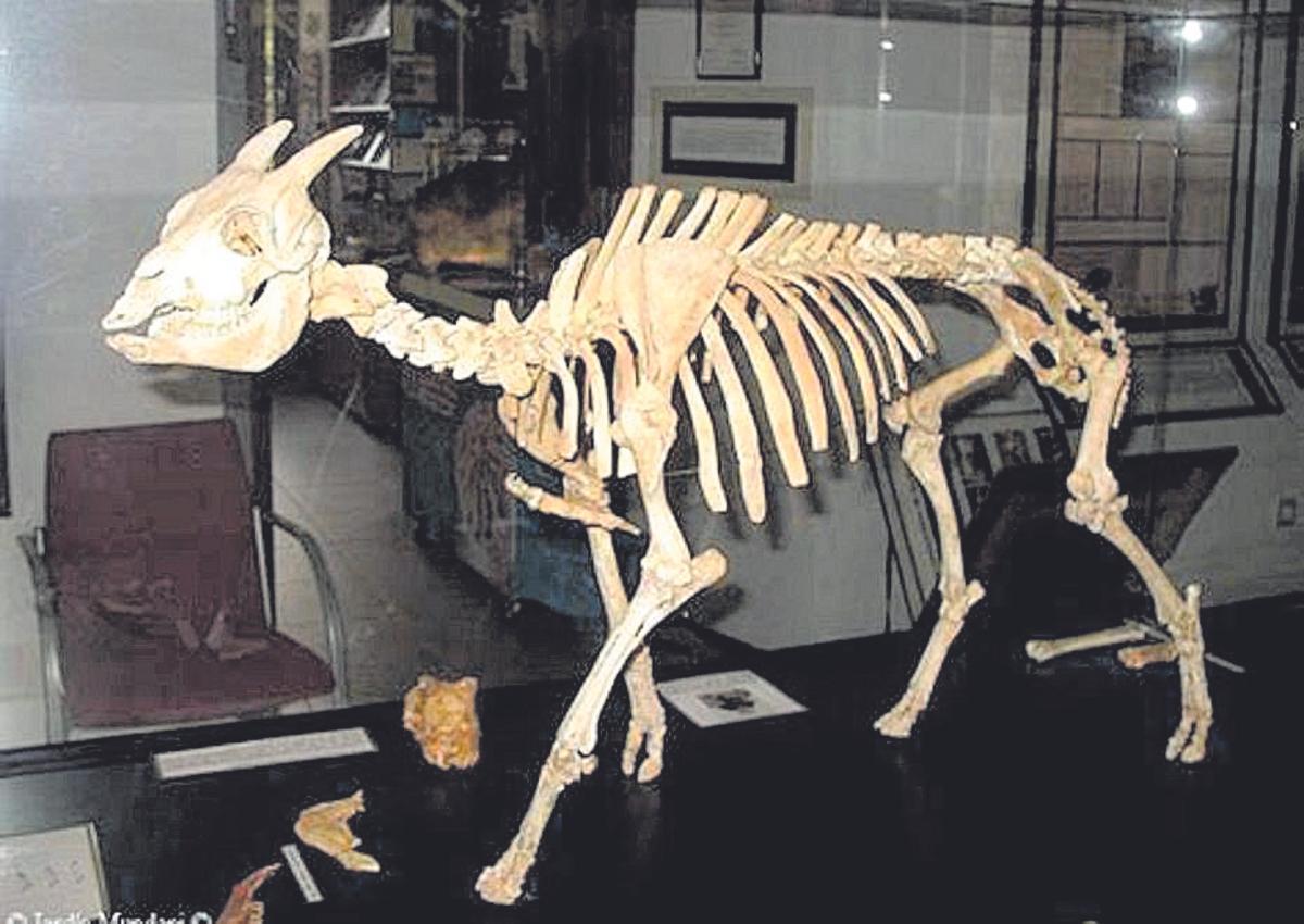 ‘Myotragus balearicus’.