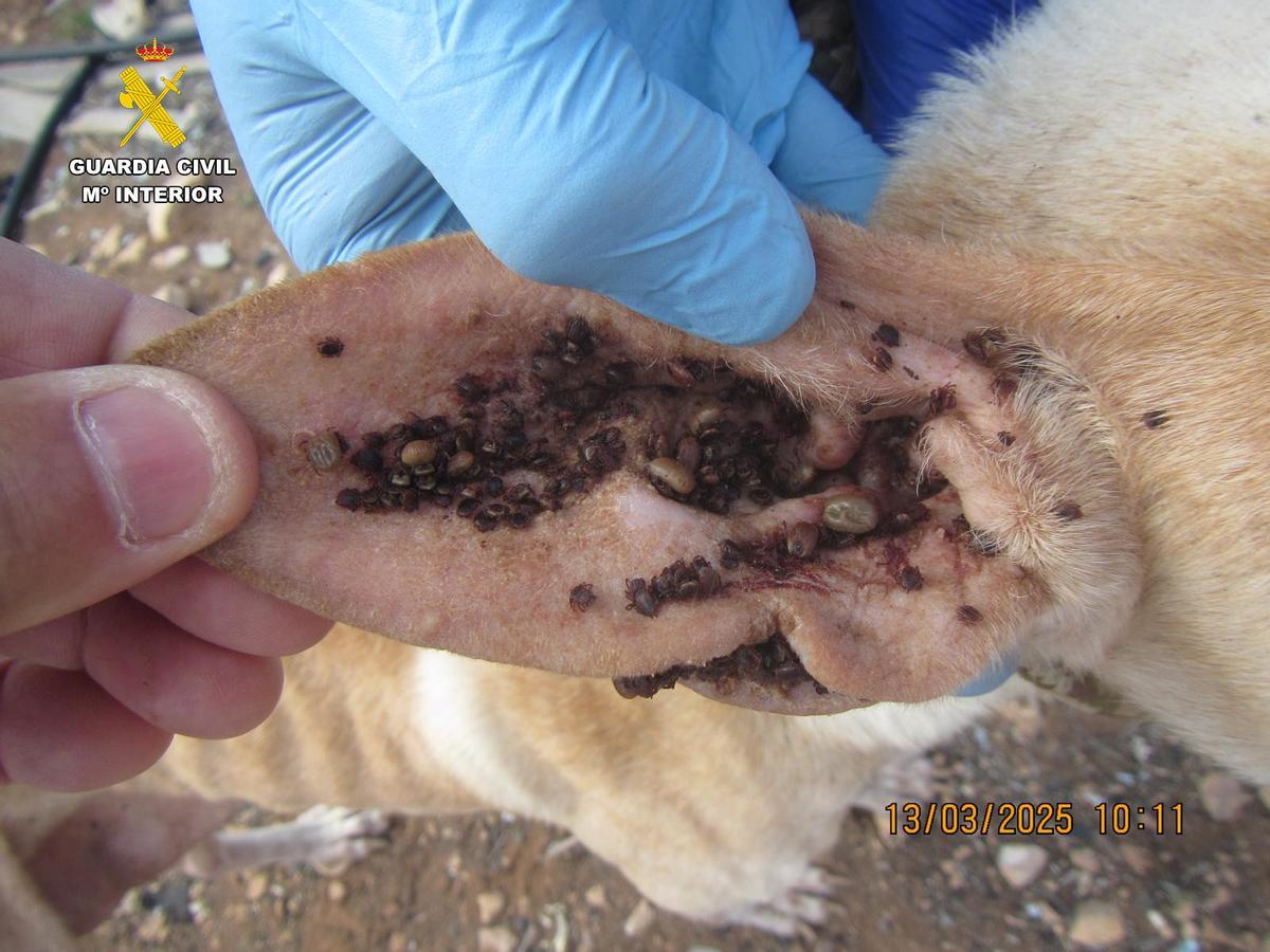 La oreja de uno de los animales llena de garrapatas.