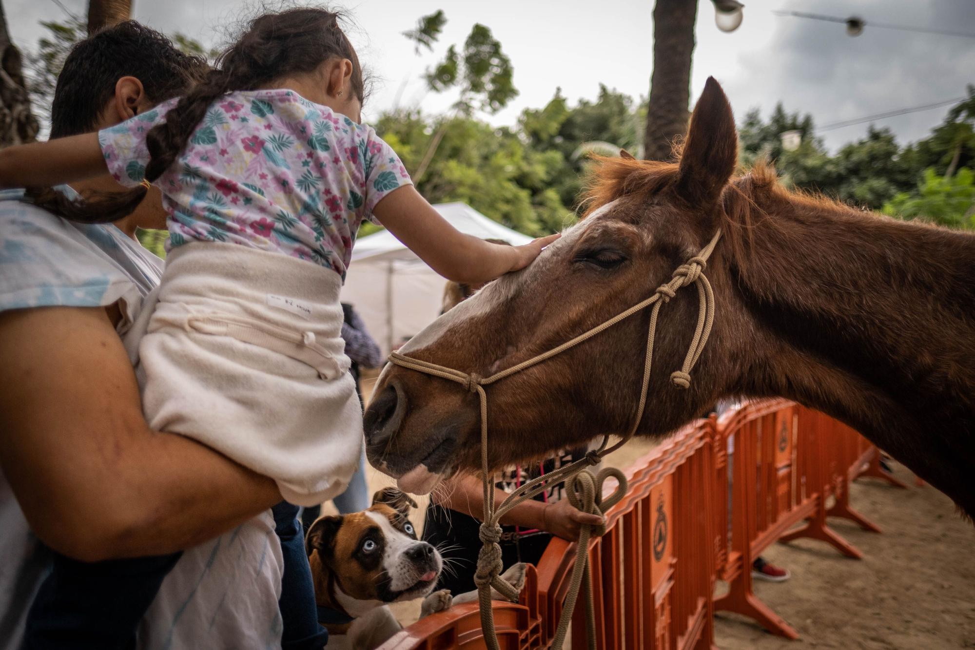 Día de las Mascotas en Santa Cruz de Tenerife