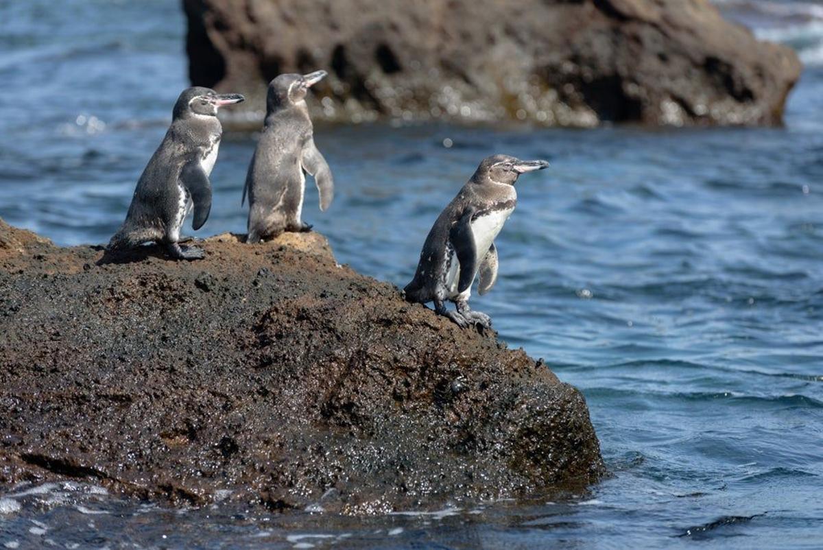Pingüino de las Galápagos, en las Galápagos