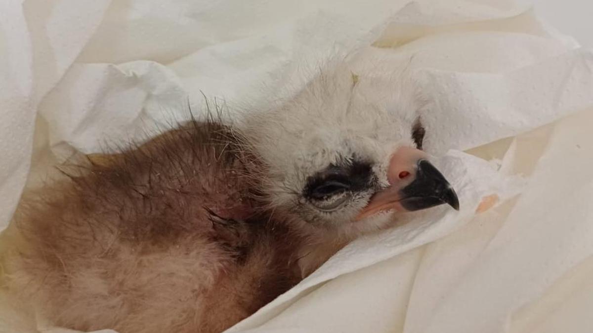 El pollo de milano real número 150 criado en el programa de La Alfranca.