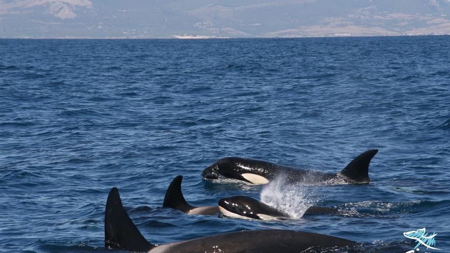First Sounds of Endangered Iberian Orcas Described in New Study