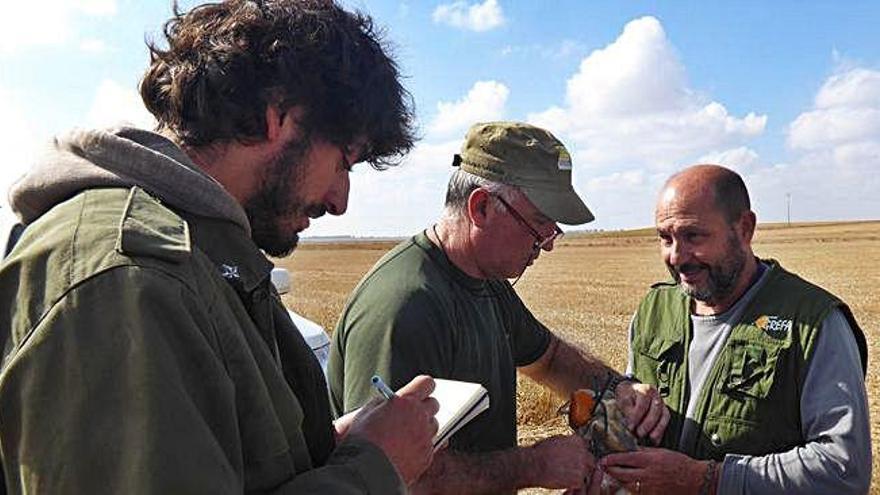 Integrantes de Grefa dotan de emisor a una de la lechuzas comunes antes de dejarla en libertad por la campiña cerealista.