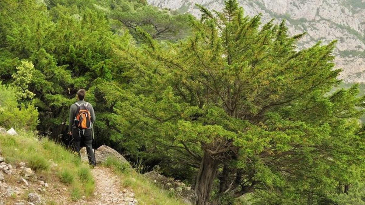 Aspecto de la tejeda de Cosp, en el municipio de Rasquera, uno de los bosques de tejo mejor conservados de Europa.