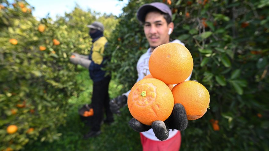 El acuerdo de la UE con Mercosur abrirá un boquete de 25 millones en las naranjas alicantinas