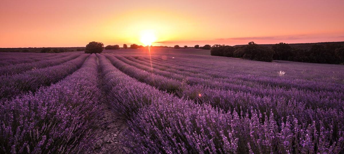 El espectacular tono violeta de los campos de lavanda de Brihuega (Guadalajara) da lugar a una estampa única que aumenta su belleza justo antes de que se ponga el sol.