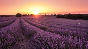 El espectacular tono violeta de los campos de lavanda de Brihuega (Guadalajara) da lugar a una estampa única que aumenta su belleza justo antes de que se ponga el sol.