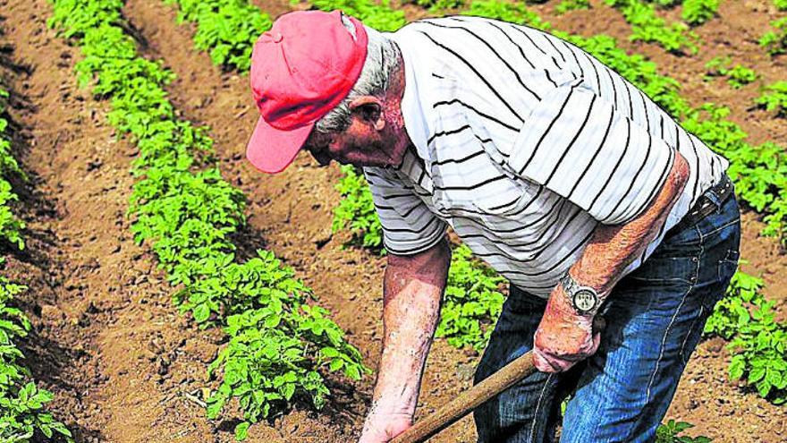 Un agricultor trabaja en su terreno.