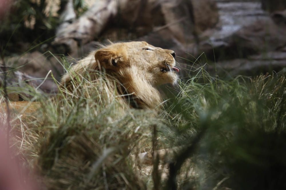 Delia Padrón Inauguración del Lion's Kingdom, la exhibición de los leones africanos, en Loro Parque