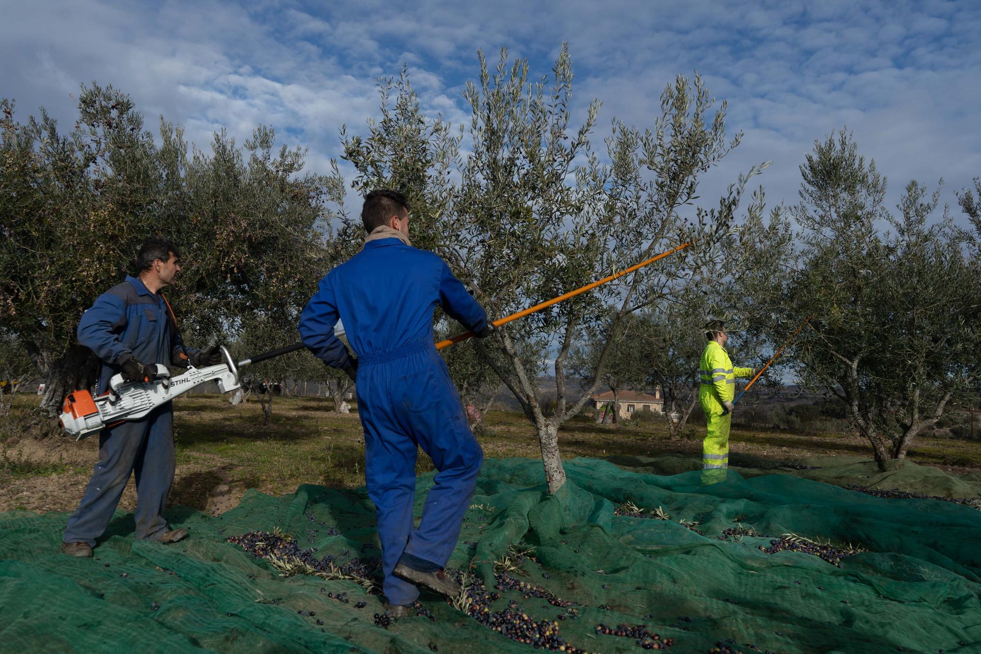 GALERÍA | Recogida de la aceituna en Fermoselle