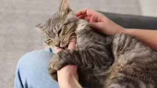 Los veterinarios coinciden: los mordisquitos suaves de los gatos son una forma de comunicar cómo se sienten