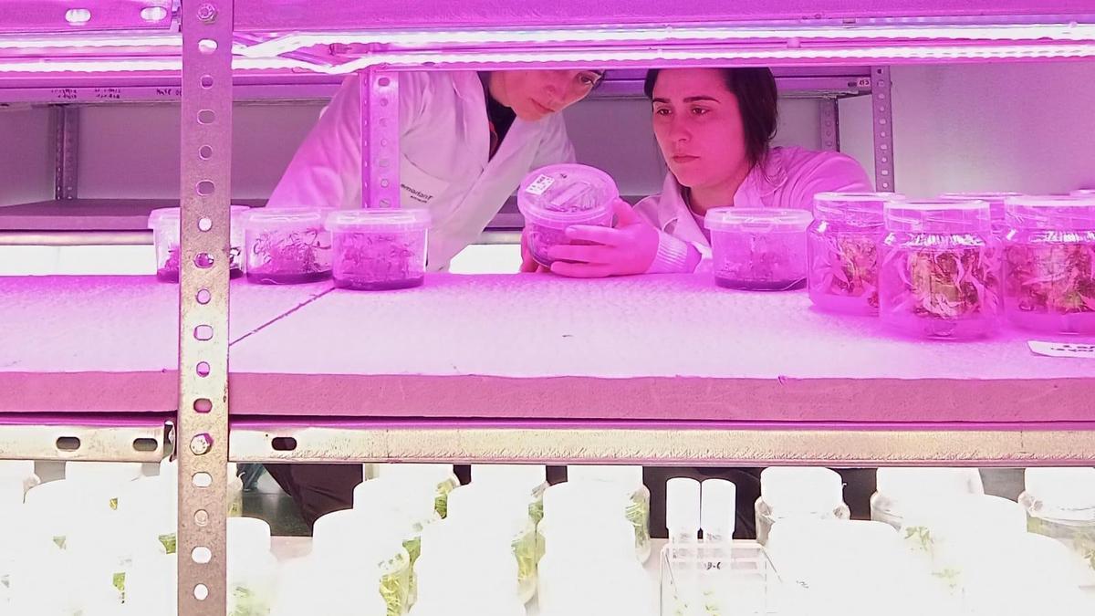 Victoria Armario-Nájera, investigadora científica de Trichome Pharma, y la técnico Araceli Rodríguez comprobando el proceso in vitro dentro del invernadero de Sevilla.