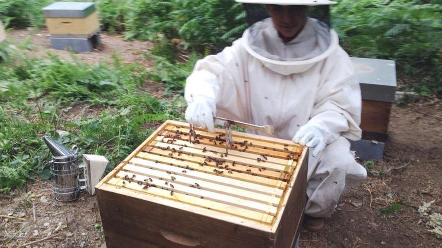 Un proyecto de mejora genética de la abeja localiza las cepas más puras del Xurés