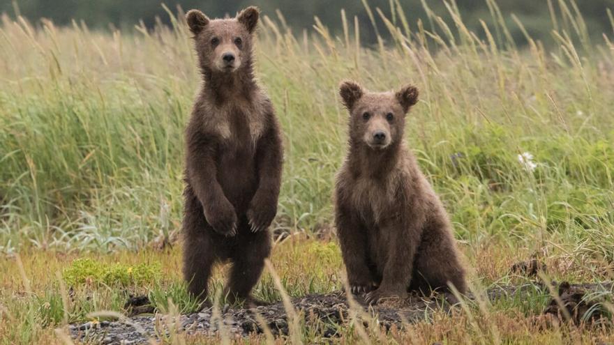 Absueltos dos hombres que fotografiaban osos y desoyeron a un guarda