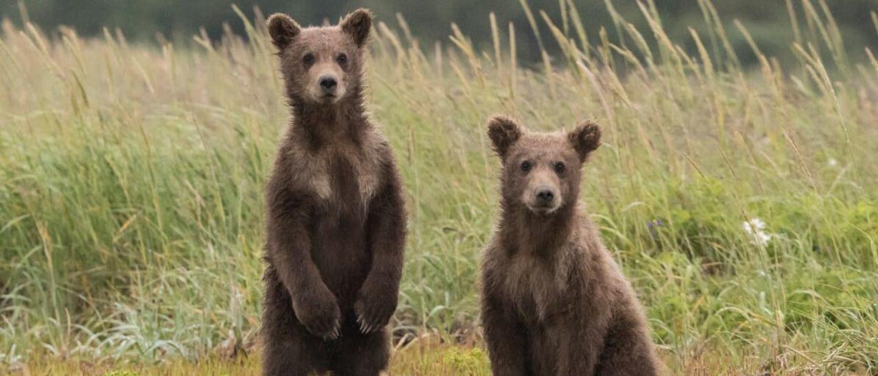 Más informadores ambientales en Asturias por riesgo de encuentros con osos