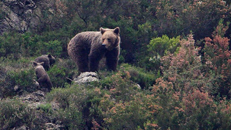 La población de osos en la Cordillera Cantábrica se ha triplicado en 20 años