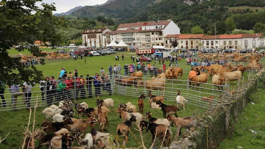 La feria de ganado celebrada ayer en Panes.