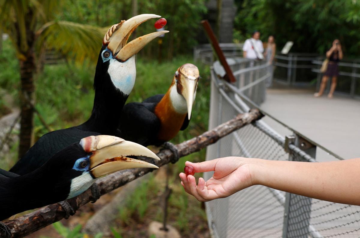 Singapur estrena el parque Paraíso de los pájaros