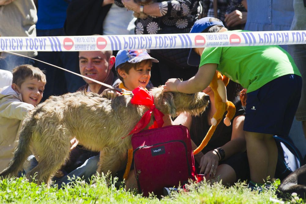 III Feria del Bienestar Animal en Valencia