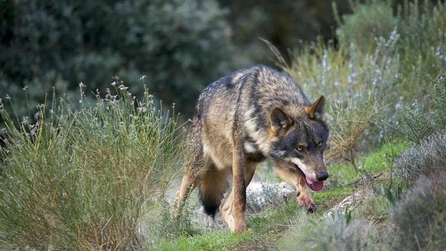 El PP insta a reconsiderar el programa del lobo ibérico