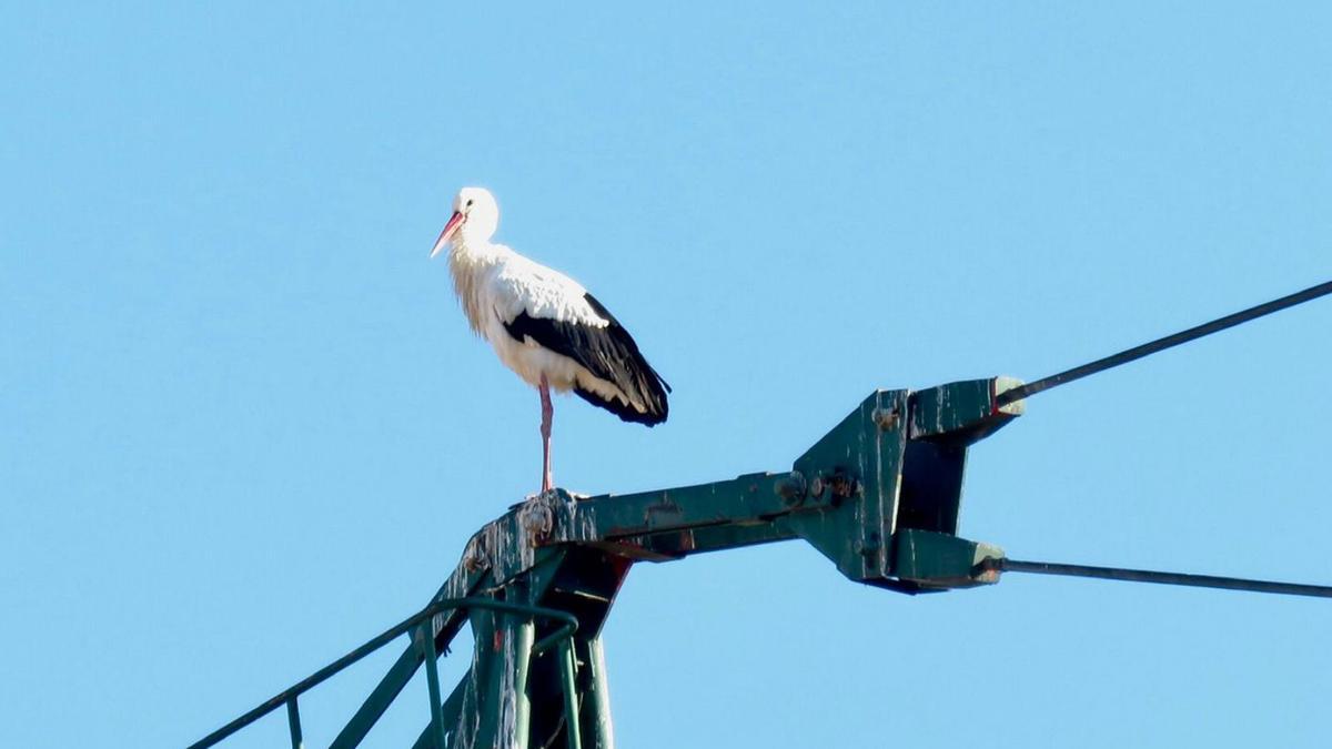 Ramón, esperando por Áurea en el alto de la grúa de Copasa, en el casco histórico.  | // NANCY BLANCO