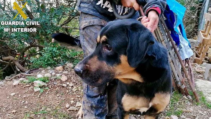 La Guardia Civil retira un perro a su propietario por golpearle con un bastón en Barcelona