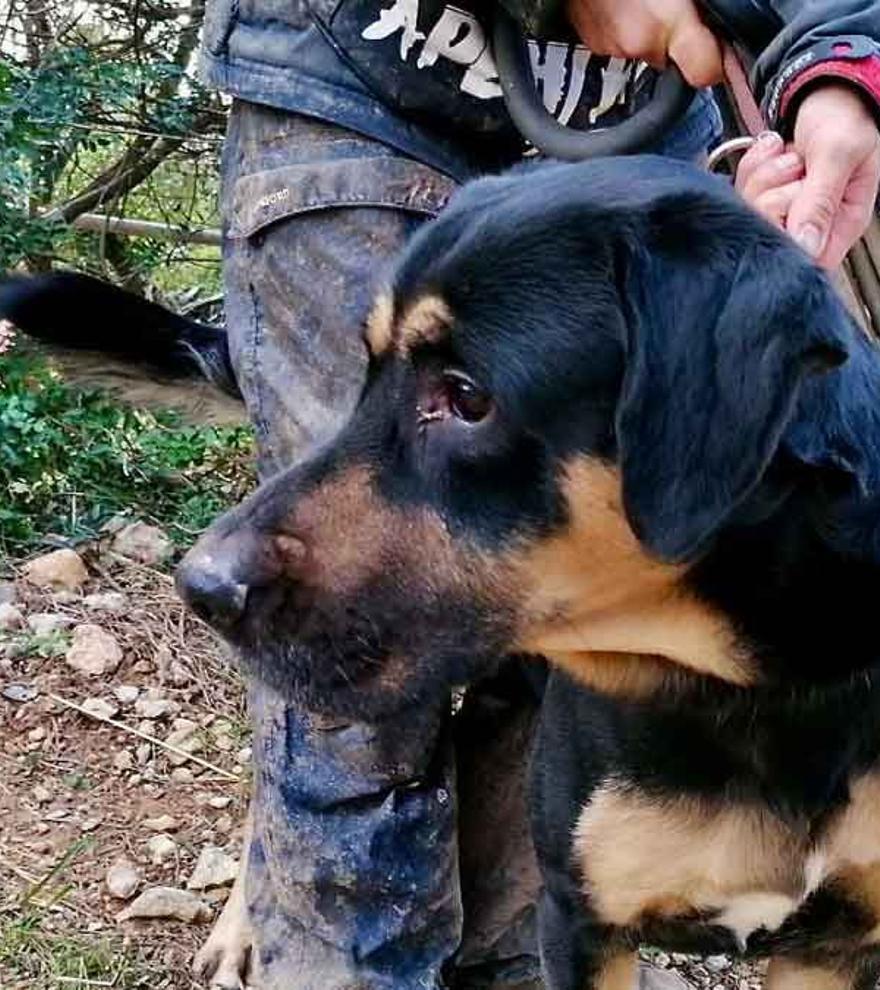 La Guardia Civil retira un perro a su propietario por golpearle con un bastón en Barcelona