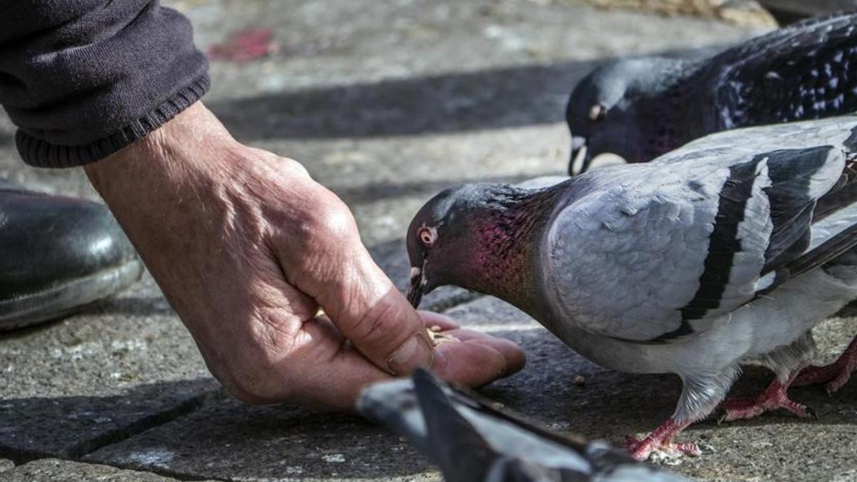 -Sancionan a una mujer con 1.500 euros por dar de comer a las palomas en la calle en Santa Cruz de Tenerife