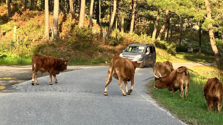 Las vacas cachenas toman la carretera de Con da Hedra y enfadan al vecindario.