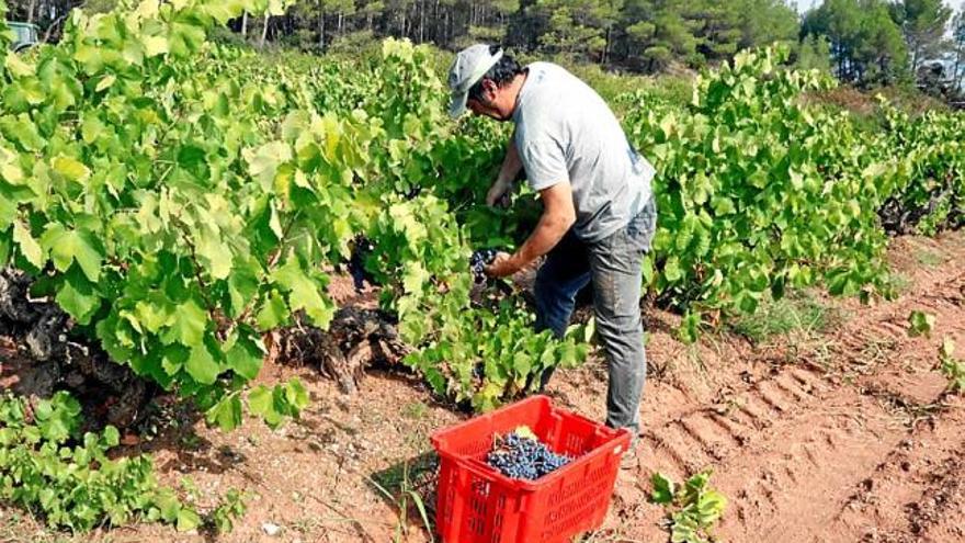 Verema en una vinya de Salelles