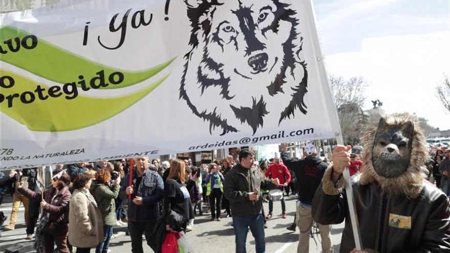 Cerca de tres mil personas se manifiestan en defensa del lobo ibérico