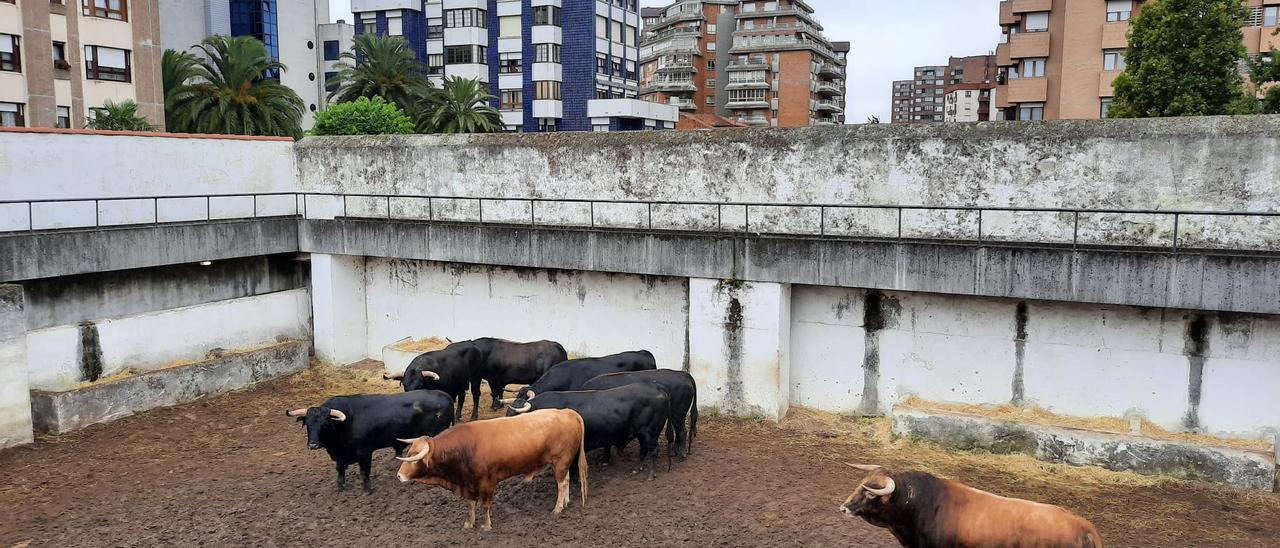 Los toros de Daniel Ruiz en los corrales de El Bibio.