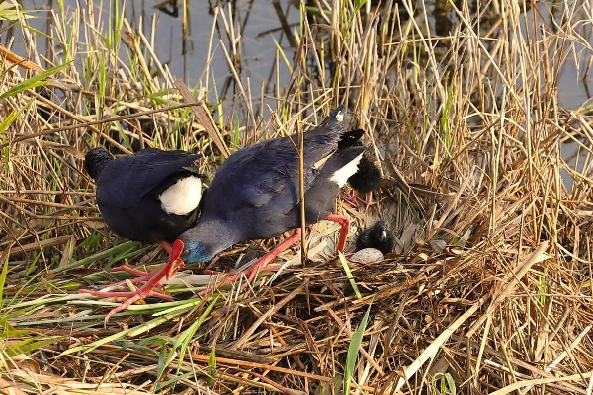 Denuncia de la destrucción de fauna con la limpiueza de la CHJ en el barranco del Carraixet