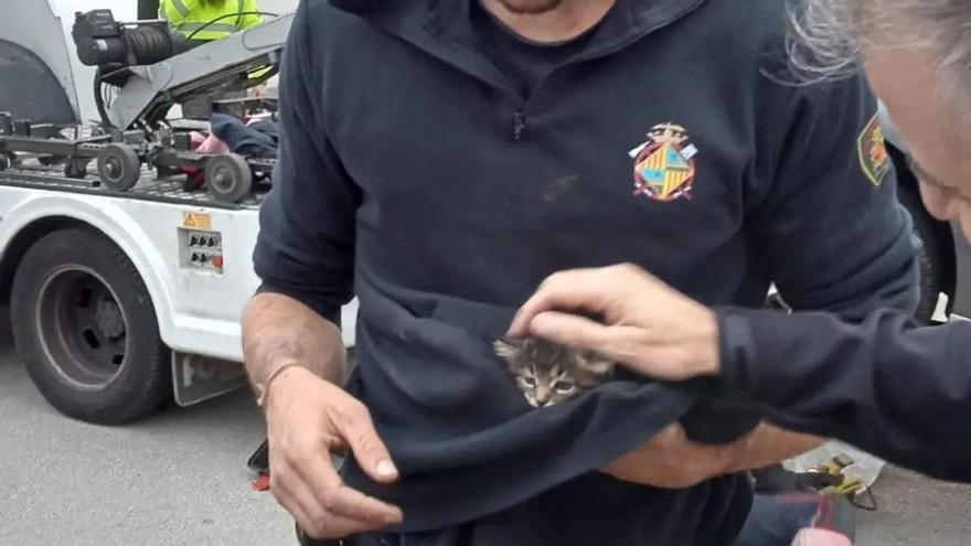 Los bomberos rescatan a un gatito atrapado en el motor de un coche en Palma