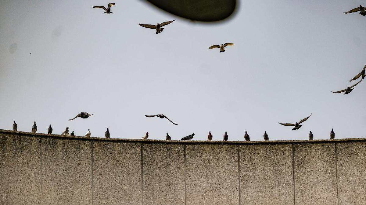 Un grupo numeroso de palomas posado en un edificio en el centro de Badajoz.