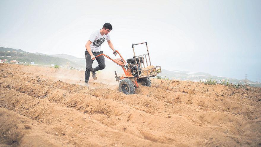 Alerta en Canarias: La tierra cultivada cae por primera vez por debajo de las 40.000 hectáreas