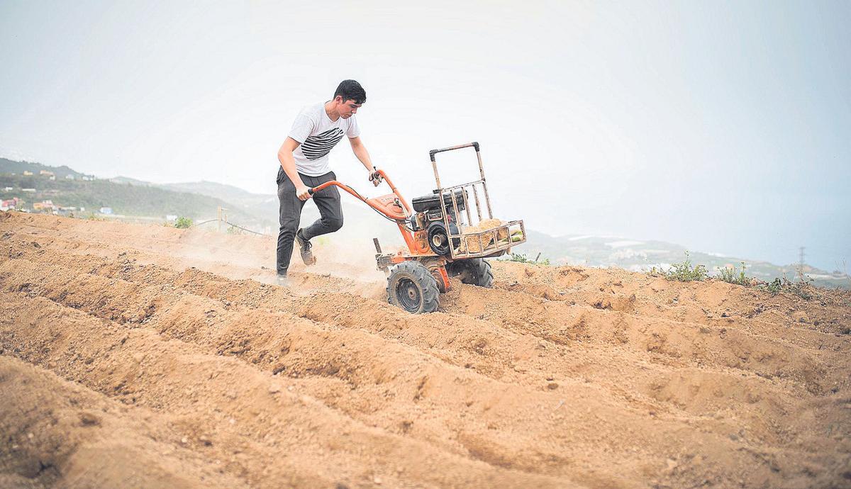 Un joven plantando papas.