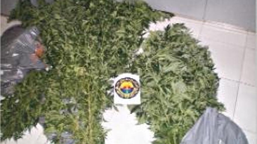 Plantas de marihuana intervenidas en Pilar de la Horadada.