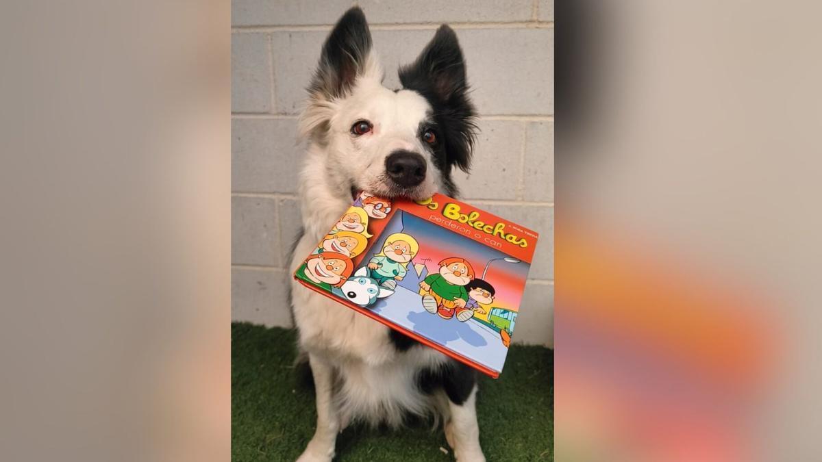 Nazan, el border collie que ayuda a mejorar la comprensión lectora.