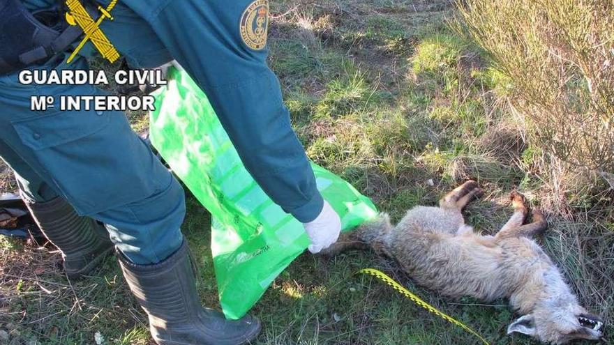 Un agente introduce el zorro en una bolsa para analizar la causa de la muerte.