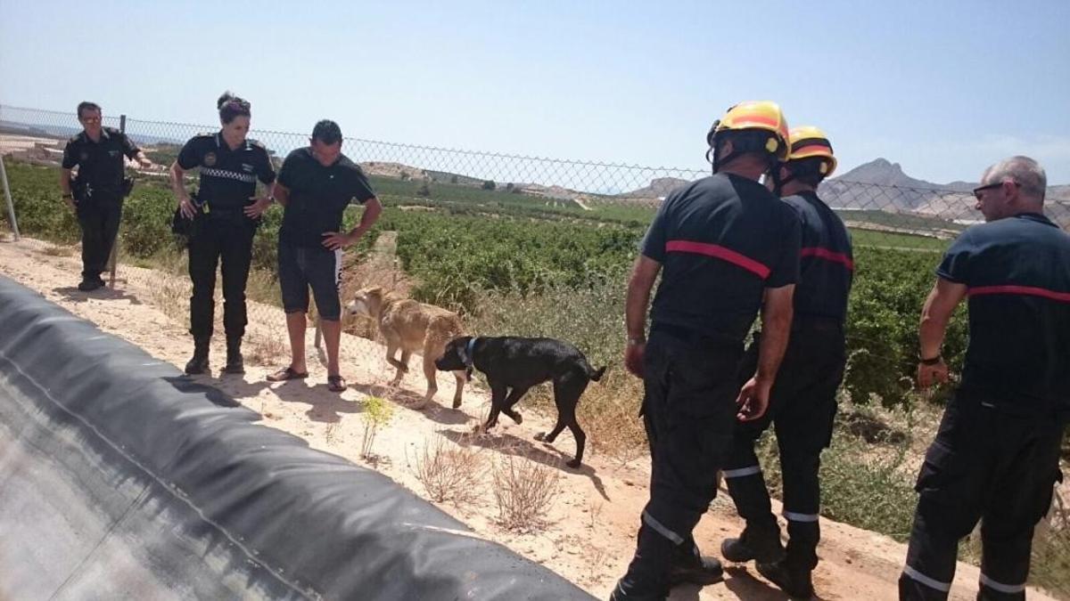 Los bomberos rescatan a dos perros que habían caído a una balsa en Orihuela