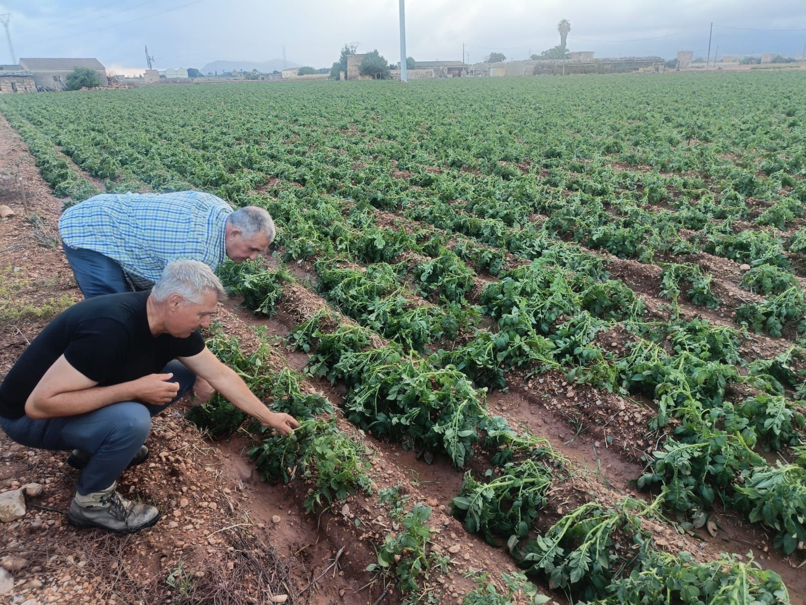 Una granizada destroza el cultivo de la patata en sa Pobla