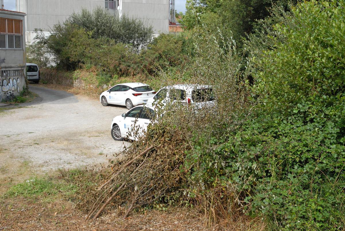 Árboles en la zona trasera del aparcamiento de la Oficina de Medio Rural.