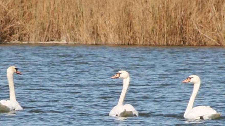 Parque Natural de la Albufera